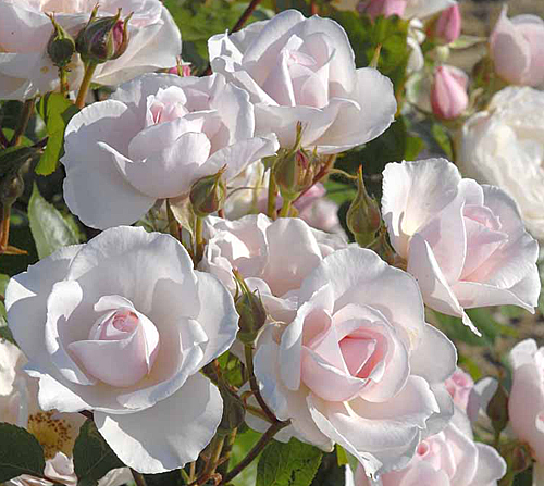 Rose Jardin Granville Dior Groupe