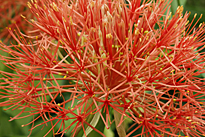 Scadoxus Mioulane MAP NPM 719512073