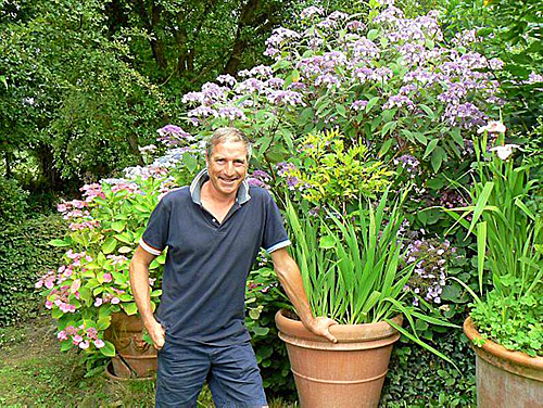 Stephane Marie Hydrangea 