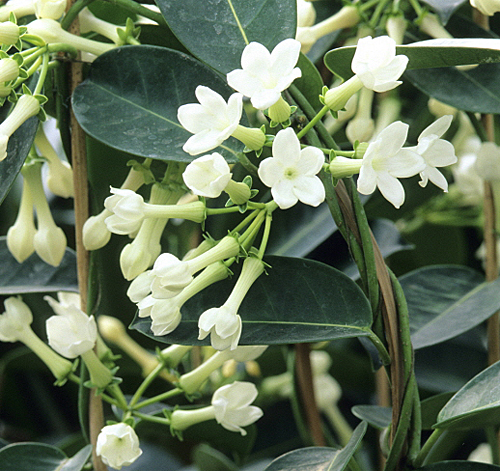 Stephanotis MAP ADE GIP0100287