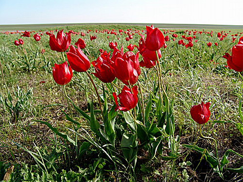 Tulipa schrenkii