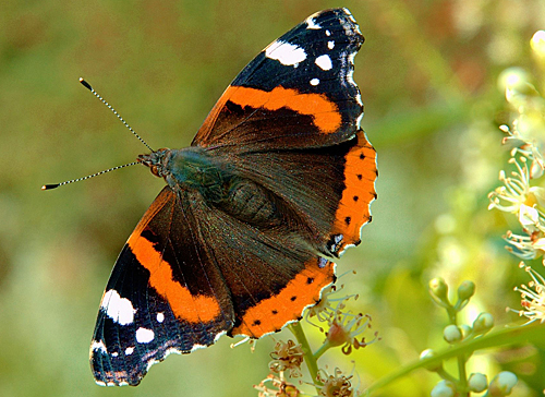 Vanessa atalanta Luc Viatour