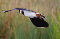 Vanneau huppe oiseau vol