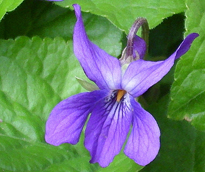 Viola odorata