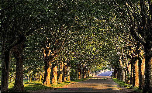 arbres route ombre