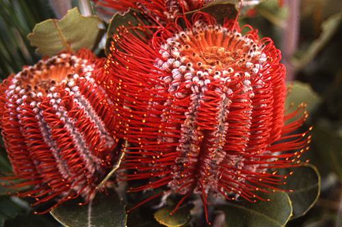 banksia coccinea