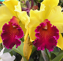 cattleya