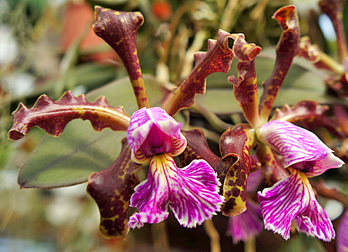 cattleya schilleriana