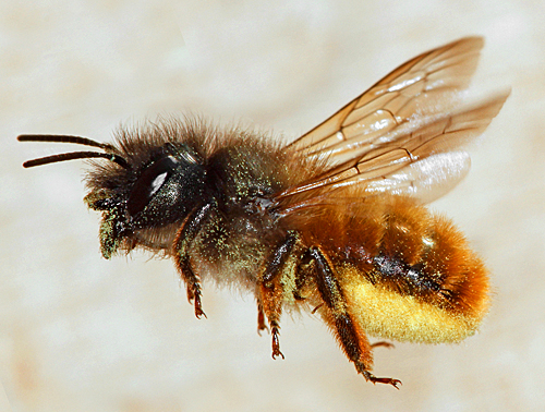 osmia bicornis 2je