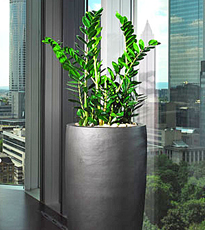 06 keramik partner zamioculcas zamiifolia