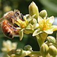 Abeille Apis mellifera avocatier fleur pollinisation