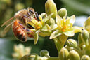 Abeille Apis mellifera avocatier fleur pollinisation