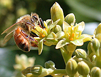 Abeille Apis mellifera avocatier fleur pollinisation