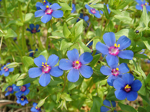 Anagallis arvensis coerulea