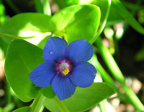 Anagallis arvensis foemina