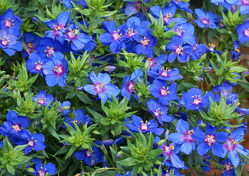 Anagallis monelli Skylocer Mioulane MAP 0004892