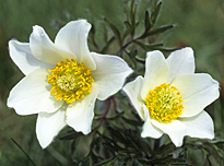 Anemone vernalis MAP AGU 070912194