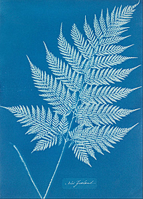 Anna Atkins New Zealand