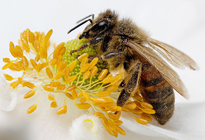 Apis mellifera butineuse