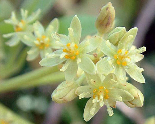 Avocat Persea Fleur Gros plan