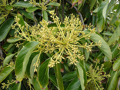 Avocatier inflorescence