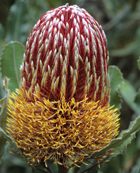 Banksia menziezii Mioulane MAP NPM GIP0097387