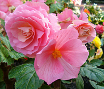 Begonia x tuberhybrida rose