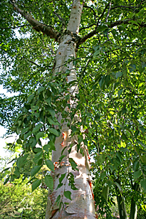 Betula albosinensis Mioulane MAP NPM 850277284