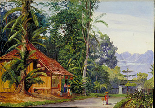 Cottage Jardin Botanique Java Marianne North