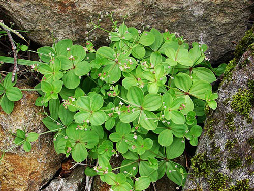 Galium kamtschaticum Flora