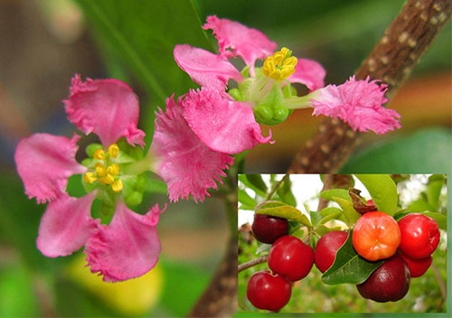 Malpighia glabra Flora