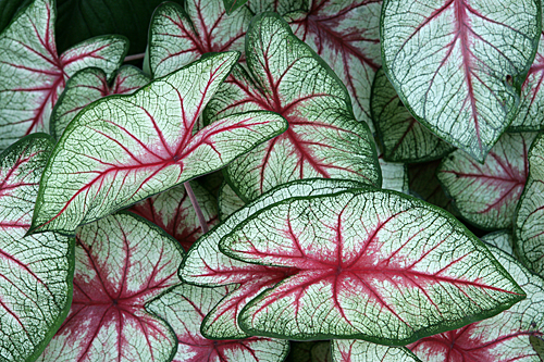 Caladium Mioulane MAP NPM 85000393