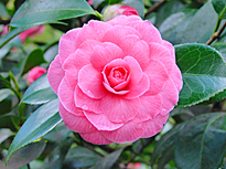 Camellia japonica Pink Perfection