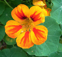 Capucine Tropaeolum majus