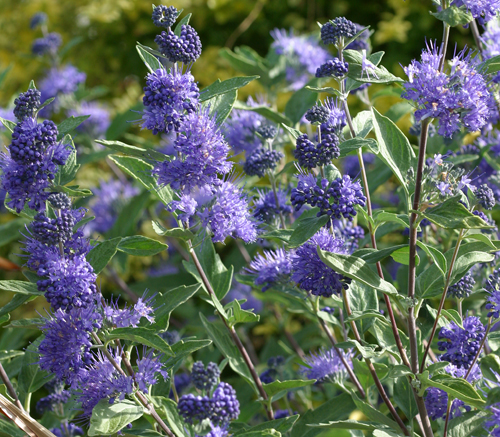 Caryopteris Mioulane MAP NPM 0830007004