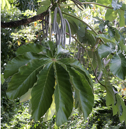 Cecropia Mioulane MAP NPM 84937257