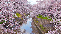 Cerisier Japon Floraison