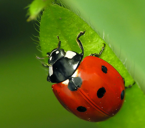 Coccinella septempunctata Dominik Stodulski