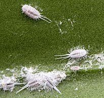 Cochenille farineuse Mioulane MAP NPM 914378938