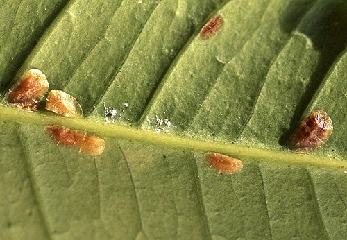 J'ai des cochenilles, quoi faire? - Mjardiner