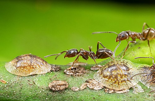 Cochenilles a bouclier et fourmis