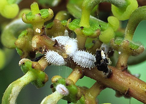 COMMENT ÉLIMINER EFFICACEMENT LES COCHENILLES - NewsJardinTV