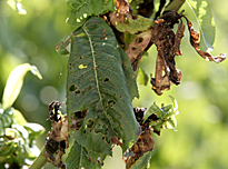 Coryneum Mioulane MAP NPM 850354017