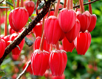 Crinodendron hookerianum fleursjpg