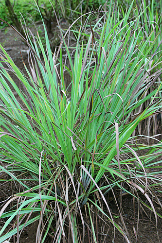 Cymbopogon citratus Citronnelle Mioulane MAP 6654875