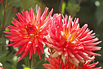 Dahlia Java Mioulane MAP NPM 719515844