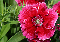 Dianthus Framboise ŒIllet Mioulane MAP NPM 080818245