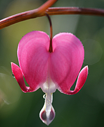 Dicentra spectablis Mioulane MAP NPM 080302125