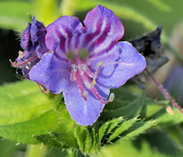 Echium rosulatum