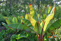 Ensete ventricolsum Mioulane MAP NPM 070722210